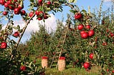 How to Plant and Care for Apple Trees in Spring
