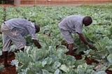 How Prison Farms Can Work in Nigeria