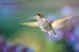 Why Peter Kaufman Thinks You Should Live Like a Hummingbird