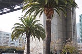 None of These Trees Belong in San Francisco and Neither Do You and That’s OK