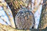 The Zoo Flaco the Owl Escaped From Should Be Penalized