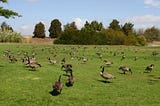 Why the Geese Stopped Migrating
