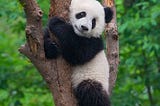 4 Ways to Save Pandas