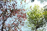What the Leaves Reveal