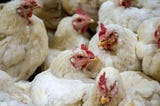 SILENT FIELDS: THE EMOTIONAL AND FINANCIAL COST OF BIRD FLU