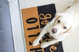 The best pet friendly rental properties in London