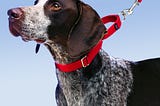 What is the recommended space between a dog’s collar and it’s neck?