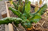 A small silverbeet plant growing in a garden bed surrounded by sugarcane mulch