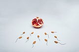 Sperm’s Influence on a Pregnancy