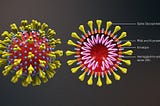 Новый коронавирус: безобидный патоген или страшный убийца?