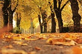Autumnal Analogy: Embracing Change and Letting Go Like Falling Leaves