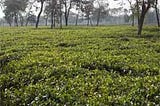 Darjeeling and Dooars Tea Garden for Sale in Low Cost