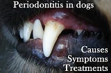 Periodontitis in dogs: causes, symptoms, treatments