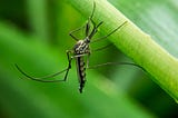 Immune Mosquitos: A Case Study Of Gene Drives