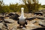 espanolaalbatross