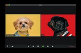 Two dog avatars on a zoom call.