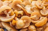 HONEY MUSHROOMS