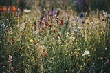 A Quick Guide to Making Seed Bombs