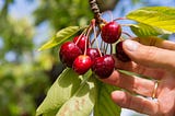 Cherry picking