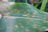 Corn Fungicides 101: Tips for Protecting Your Crop and Your Bottom Line from Foliar Disease