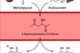 Buffering of Acetoacetate on Methylglyoxal to form 3-Hydroxyhexane-2,5-dione. From Science Direct.