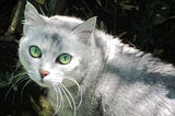 Turns Out Cats Do Actually Have A Favorite Color