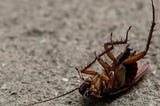 Get Rid of Cockroaches Fast with Our Expert Extermination Services