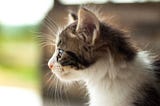 Hypoallergenic Cat Breeds — The Best And Worst For Allergies