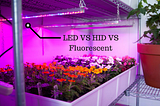 Everything You Need to Know About Grow Lights — The Ultimate Guide!