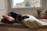 small dog reclining on cushions in window seat