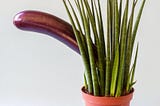 Flowerpot with tall grass in front of long purple eggplant.