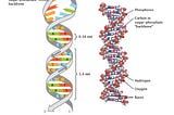 Human Genome in Full