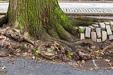 Nature’s Blockade: The 10 Worst Trees For Drains In QLD