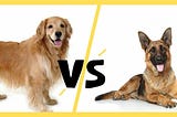 https://growgoldenretriever.com/golden-retriever-vs-german-shepherd/