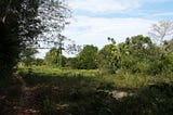 Before the House and Permaculture Food Forest