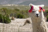 Lllamas in Pyjamas