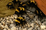 How to Make a Ground Bee Haven in Your Las Vegas Backyard