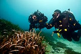 5 Types of Diving you need to know.