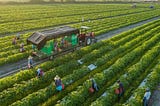https://www.goodlandgurus.com/vegetable-farming/