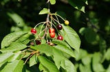 wild cherries