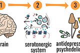 Psychedelic Drugs and the Serotonergic System