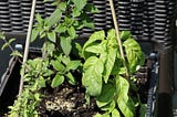 Do You Know How to Winterize Your Herb Garden?