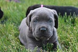 Cane Corso Puppies: Loyal Pets And Reliable Guards