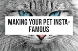 How To Make Your Pet Insta-Famous