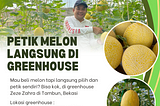 Beli Melon Langsung di Greenhouse : Pilih dan Petik Sendiri