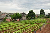 How Cities Without Hunger is staying resilient and adapting during the coronavirus pandemic