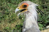 Oiseaux Serpentaire d’Afrique : échassier qui mange les serpents