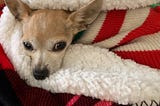 Four Lessons My Chihuahua Taught Me About Life