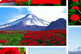 Cultural Connotations of Different Flowers in Chile