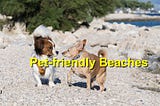 The Top Pet-Friendly Beaches in Braselton
